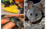 Kako se nositi s miševima u zemlji i mjestu