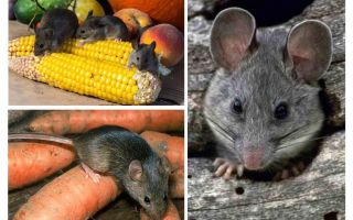 Comment traiter les souris dans le pays et le site
