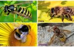 Hvad er forskelligt med hvep, bi, humle, hornet
