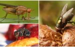 Što jede muhe
