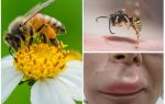 Što učiniti ako pčela malo u usni
