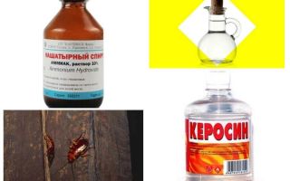De mest effektiva folkmedicinerna för kackerlackor