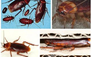 Afrikanske kakerlakker (amerikansk)