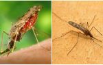 Hvad ser malaria mosquitoes ud, og hvor farlige de er for mennesker