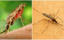 איך נראים יתושים מלריה וכיצד הם מסוכנים לבני אדם