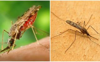 Hva ser malaria mygg ut og hvor farlig de er for mennesker