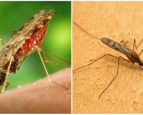 Jak wyglądają komary z malarią i jak niebezpieczne są dla ludzi