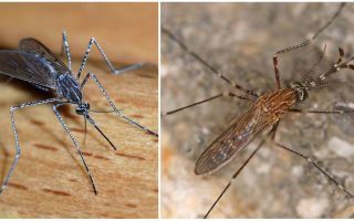 Περιγραφή και φωτογραφίες των ειδών κουνουπιών