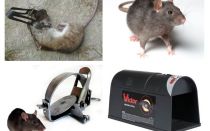 Armadilhas para ratos