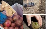 Avant la plantation, la pomme de terre du doryphore et du ver filaire du Colorado