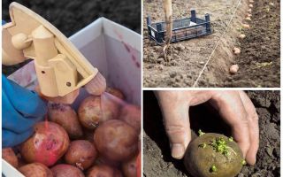 Niż przed sadzeniem przetwarzać ziemniaki ze stonki ziemniaczanej i robaków