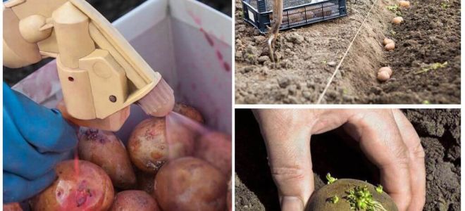 Niż przed sadzeniem przetwarzać ziemniaki ze stonki ziemniaczanej i robaków