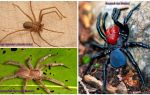 Beskrivelse og bilder av de farligste edderkoppene i verden