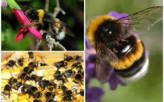 Descrição e fotos da bumblebee da terra
