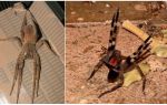 Brasiliansk vandrende edderkop (løber, vandrende, soldat)