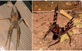 Labah-labah berkeliaran Brazil (pelari, pengembara, askar)