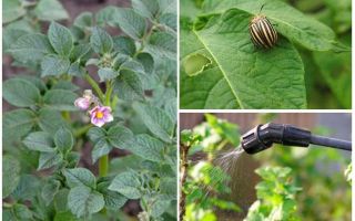 Czy można przetwarzać ziemniaki z chrząszczy Colorado podczas kwitnienia
