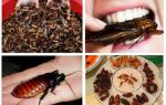 Hvad er kakerlakker i naturen til?