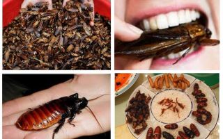 Po co są karaluchy w naturze?