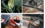 Hvordan bli kvitt rotter under en hette på en bil