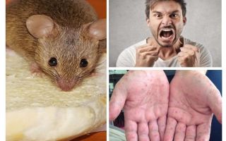 Co może zostać zainfekowane przez myszy