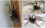 Hva slags edderkopper bor i en leilighet eller et hus
