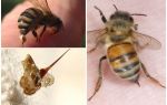 Bee sting og hvepe