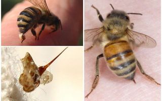 Żądło pszczoły i osa