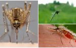 Hvordan mosquitoes ser og hvad tiltrækker dem til mennesker