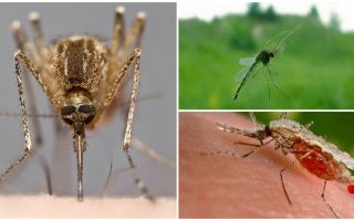 Jak widzą komary i co przyciąga ich do ludzi