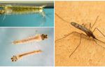 Beskrivelse og bilder av mygg larver
