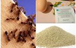 Narodni lijekovi protiv mrava