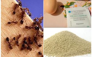 Folkemedicin mod myrer