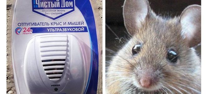 Odstraszacz ultradźwiękowy od szczurów i myszy Czysty dom
