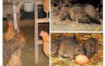 Hvordan håndtere rotter i hønehuset