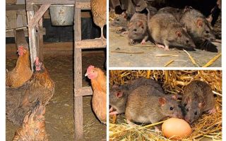 Como lidar com ratos no galinheiro