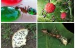 Hvilke maur spiser i naturen