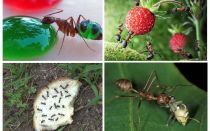 Τι μυρμήγκια τρώνε στη φύση