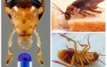 Esperanza de vida de la cucaracha doméstica