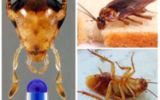 Livsforventning av den innenlandske kakerlakk