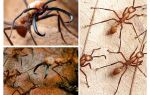 De farligste myrer i verden
