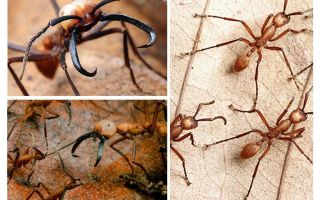 Najopasniji mravi na svijetu