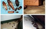 Hvor er kakerlakker gjemmer seg i leiligheten