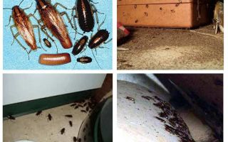 Co w domu pojawiają się karaluchy, wróżby