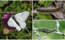 Descrição e foto da lagarta e borboleta Hawthorn como lutar