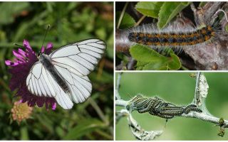 Beskrivelse og billede af larve og sommerfugl Hawthorn hvordan man kæmper