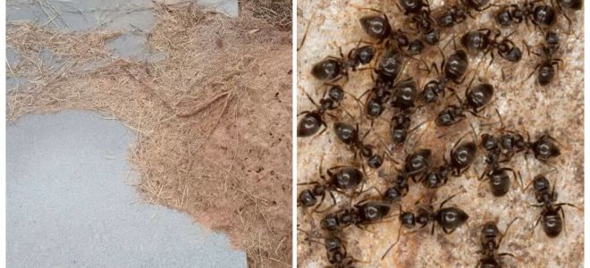 Jak pozbyć się mrówek na grobie