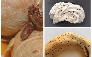 빵 분쇄기 및 그것의 애벌레를 제거하는 방법