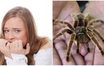 Kako se zove strah od pauka (phobia) i metoda liječenja