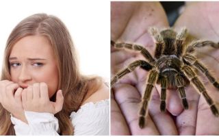 Hva er navnet på frykten for edderkopper (fobi) og behandlingsmetoder